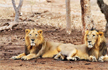 18 lions ’taken into custody’ in Gujarat for murder of three persons